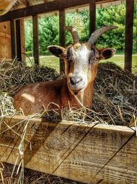 Close-up portrait of a goat in wooden hay bin.