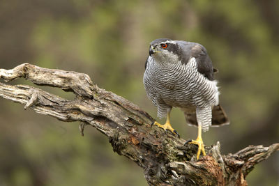 Close-up of a bird perching on tree