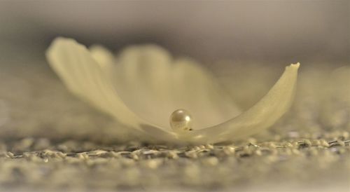 Close-up of water drop on plant