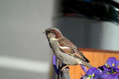 Close-up of bird perching at home