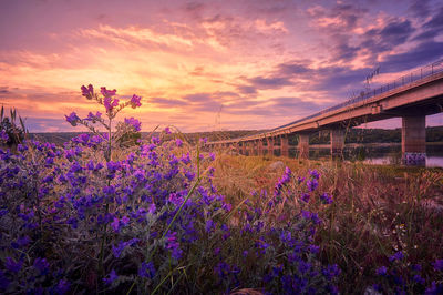 Purple flowering plants on field against sky during sunset