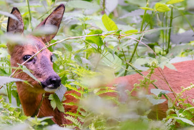 Close-up of an animal
