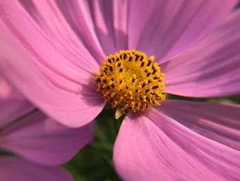 Close-up of pink flower blooming outdoors