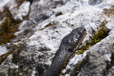 Close-up of lizard on rock