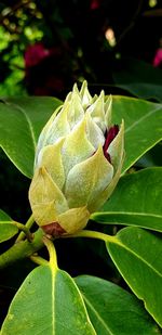 Close-up of green leaves on plant