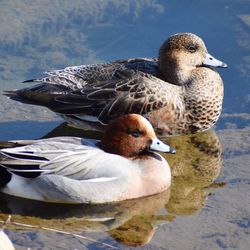 Close-up of birds in lake