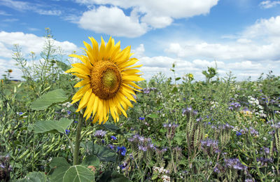 Close-up of yellow flowering plants on field