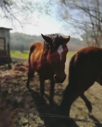 Close-up of brown horse against sky