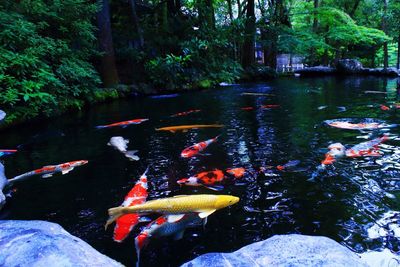 Fish swimming in pond