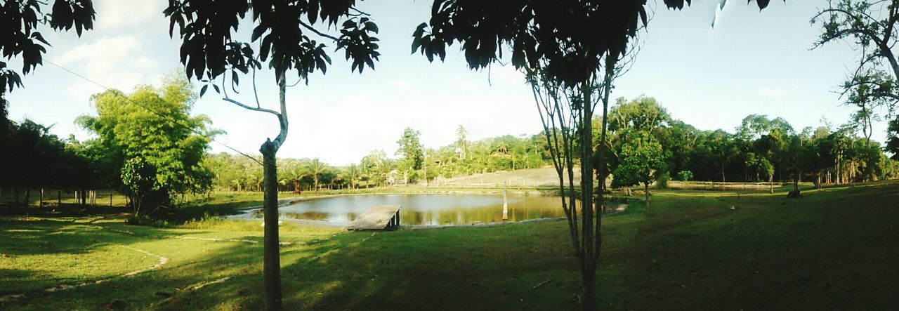 tree, water, tranquility, tranquil scene, grass, scenics, beauty in nature, lake, green color, nature, sky, growth, reflection, pond, park - man made space, sunlight, idyllic, landscape, day, branch