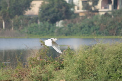 Swan flying over lake against trees