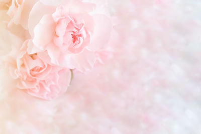 Close-up of pink rose flower