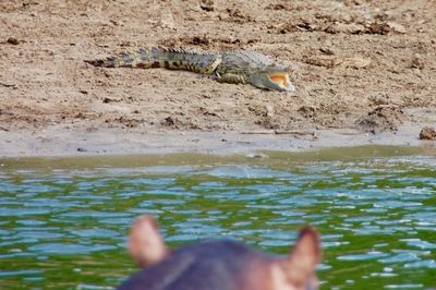 View of man feeding at riverbank