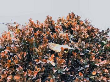 Close-up of autumn leaves on plant