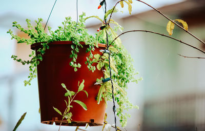 Low angle view of potted plants hanging on plant