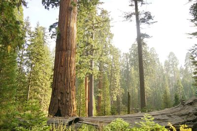 Pine trees in forest against sky