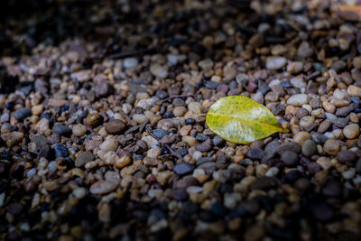 Yellow leaf.