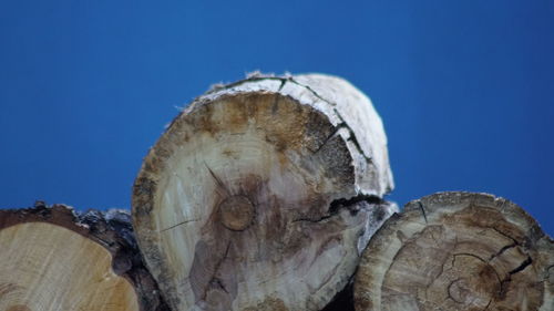 Close-up of tree stump