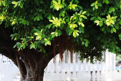 View of tree against white wall