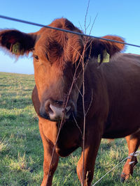 Close-up of a horse on field