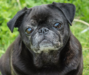 Close-up portrait of dog