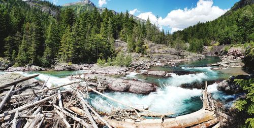 Panoramic shot of river amidst trees in forest against sky