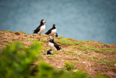 Puffins on