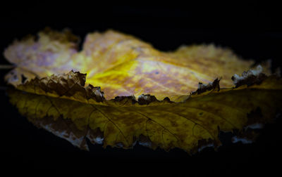 Close-up of autumn leaves against black background