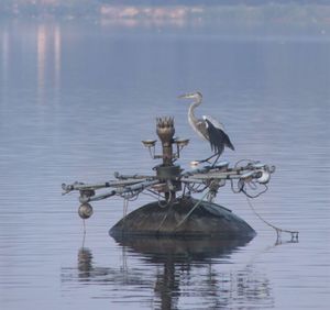 Bird perching on a lake
