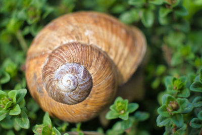 Close-up of snail on leaf