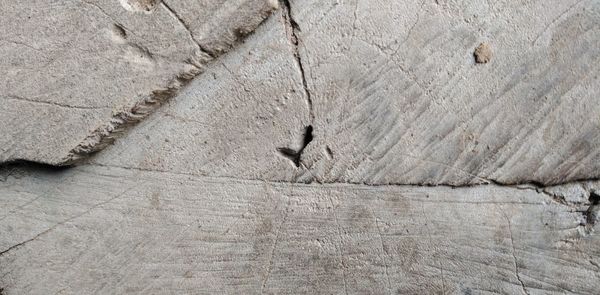 Full frame shot of a horse