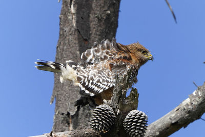 Low angle view of eagle perching on tree