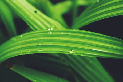 High angle view of raindrops on plants