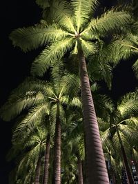 Low angle view of palm trees against the sky