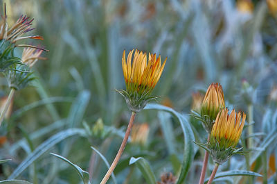 Close-up of yellow flowering plants on land