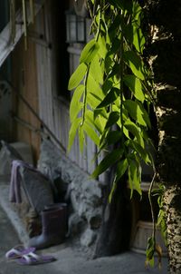 Plants growing in backyard