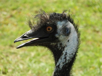 Close-up of a bird looking away