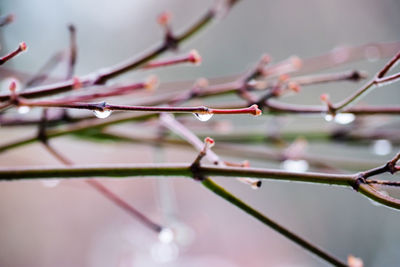 Close-up of water drops on twig