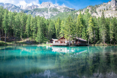 Scenic view of lake by trees in forest