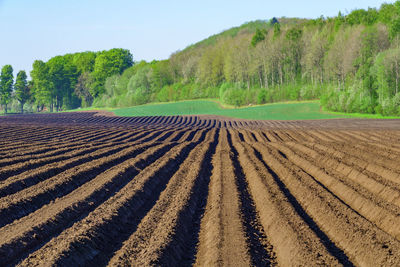 Scenic view of agricultural field against sky