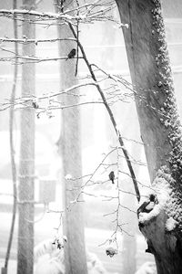 Low angle view of bird perching on tree