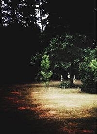 Scenic view of trees at night