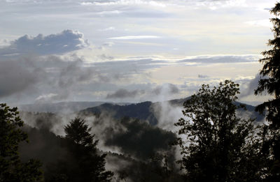 Scenic view of trees in forest against sky