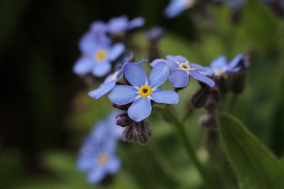 Close-up of purple flowering plant