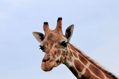 Low angle view of giraffe against clear sky