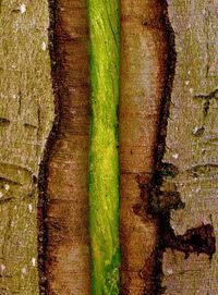 Moss growing on tree trunk