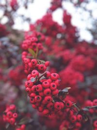 Close-up of red berries on plant