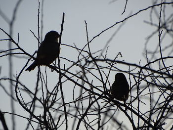 Low angle view of bird perching on bare tree against sky