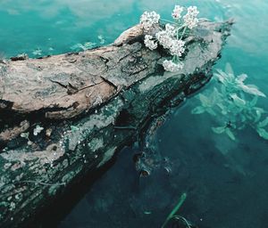 High angle view of turtle in sea