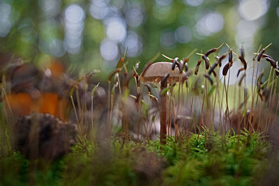 Deer in a field